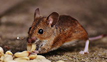 24 Hour & Emergency Exterminators in Tontogany, OH
